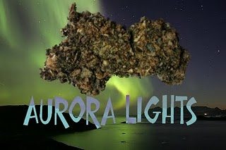 Aurora+Lights_legal+bud.jpg